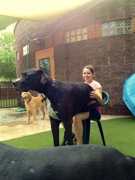 mujer haciendo el amor con un animal